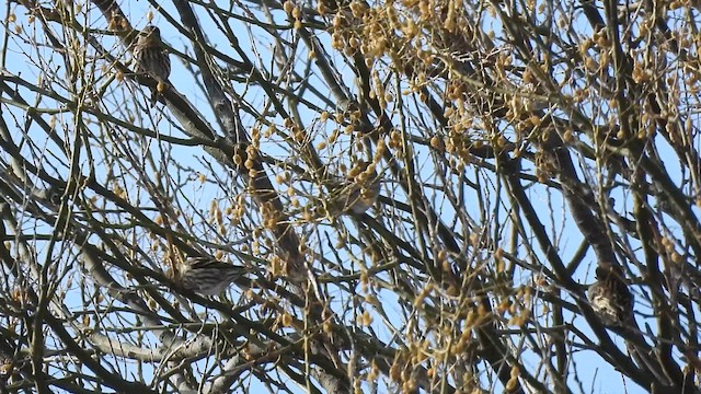 マツノキヒワ - ML649139132