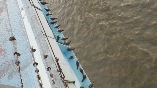 インカアジサシ - ML649139234