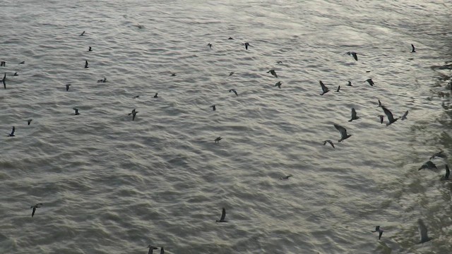 インカアジサシ - ML649139235