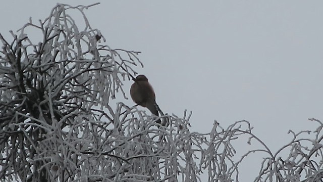 カケス - ML649139376