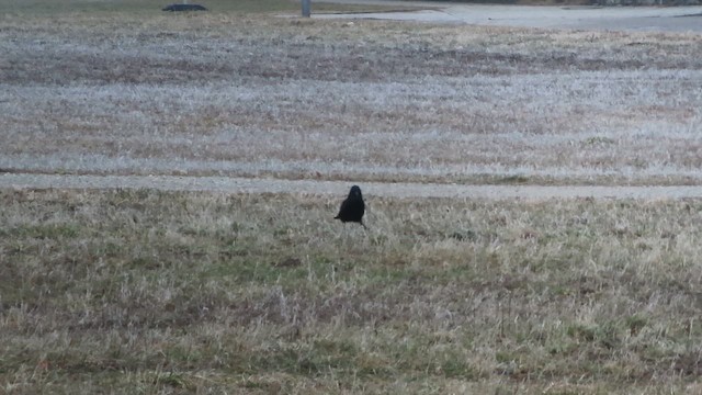 ハシボソガラス - ML649139390