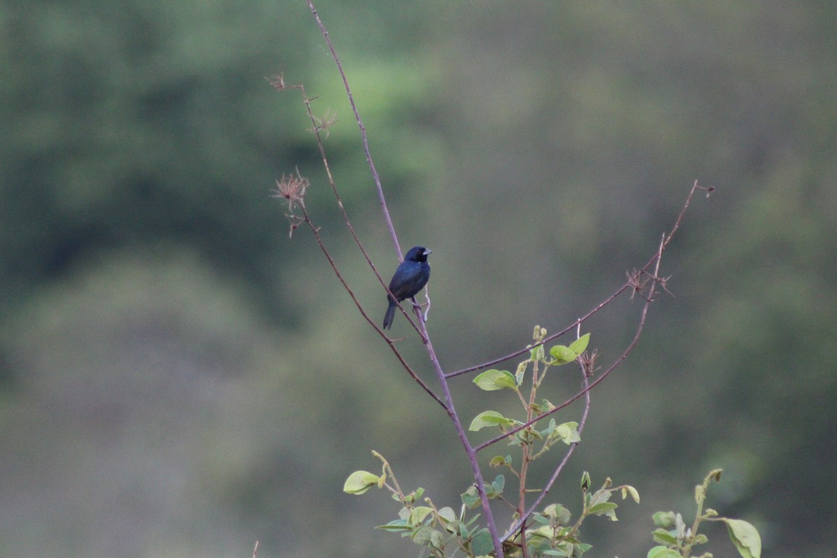 Blue-black Grosbeak - Hermes Vega