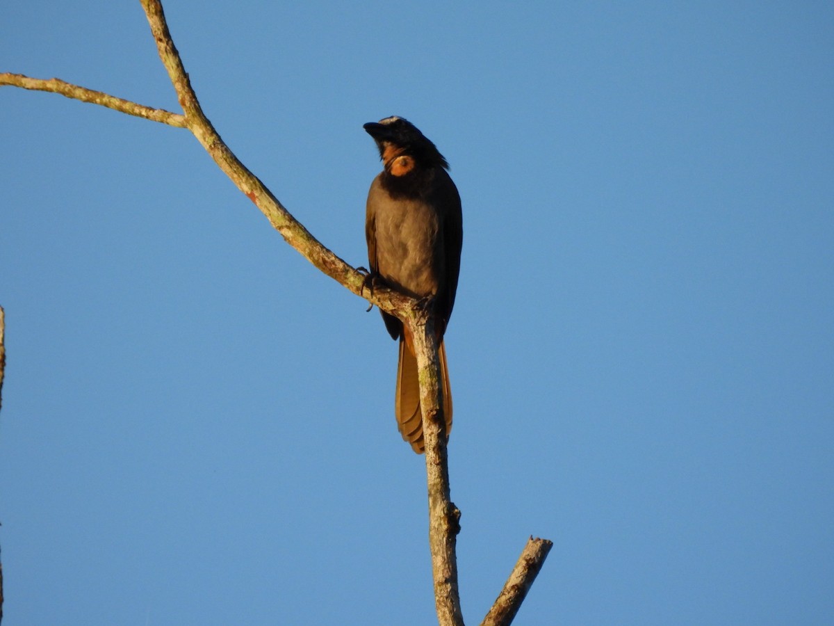 Saltator des grands-bois - ML649139770