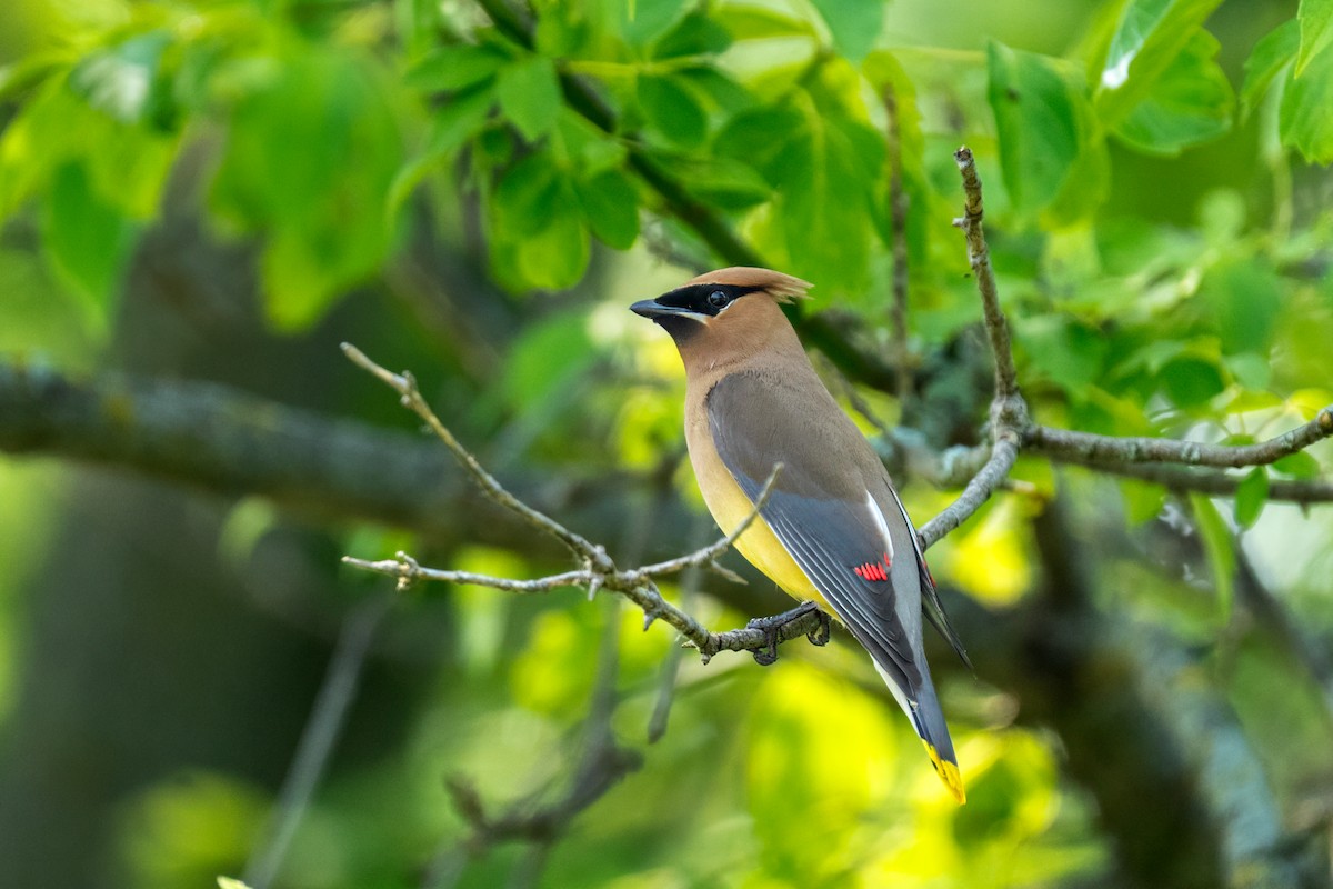 Cedar Waxwing - ML649139883