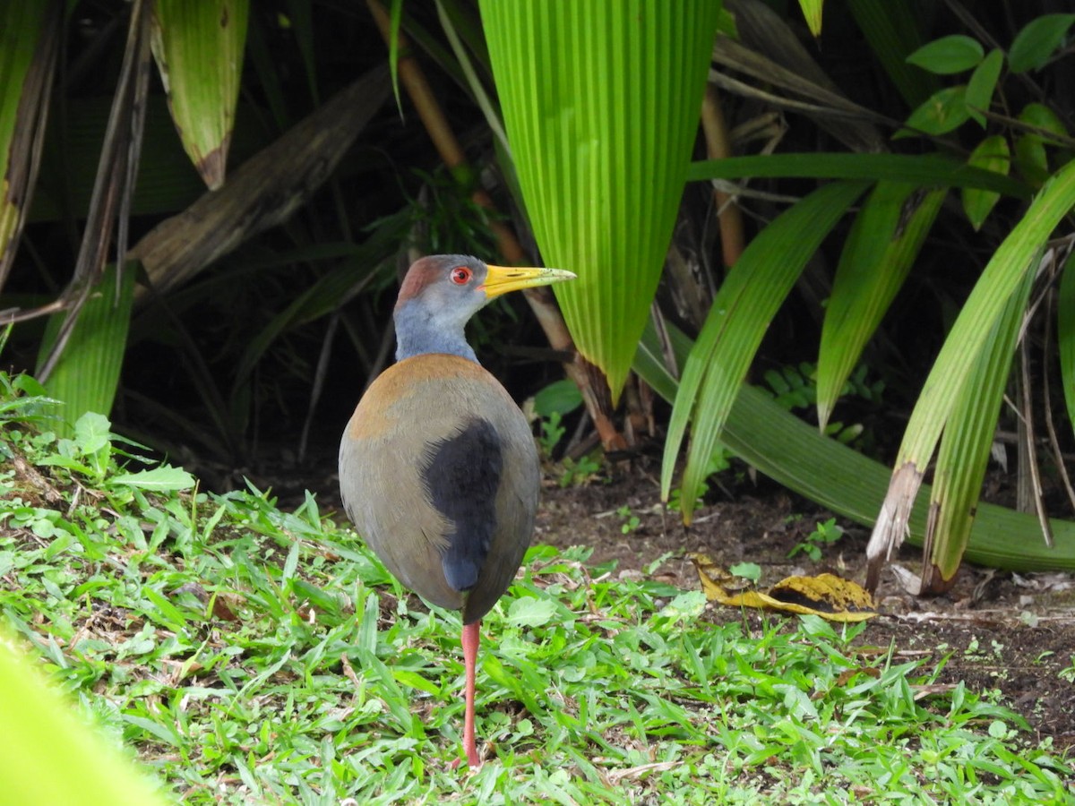 Râle à ventre blanc - ML649139968