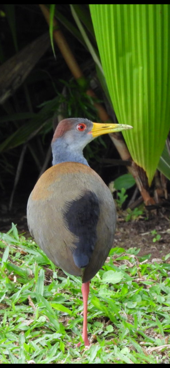 Râle à ventre blanc - ML649140022