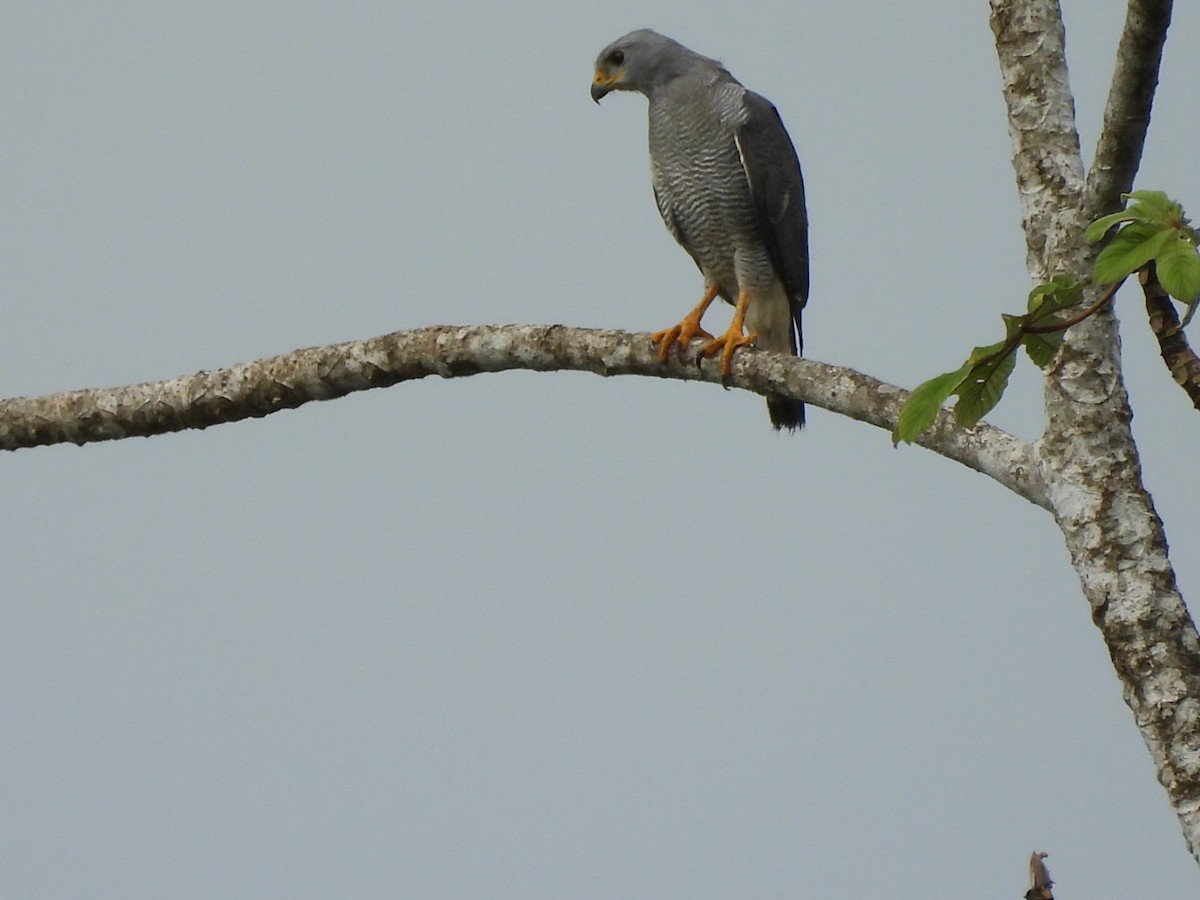 Buse grise - ML649140112