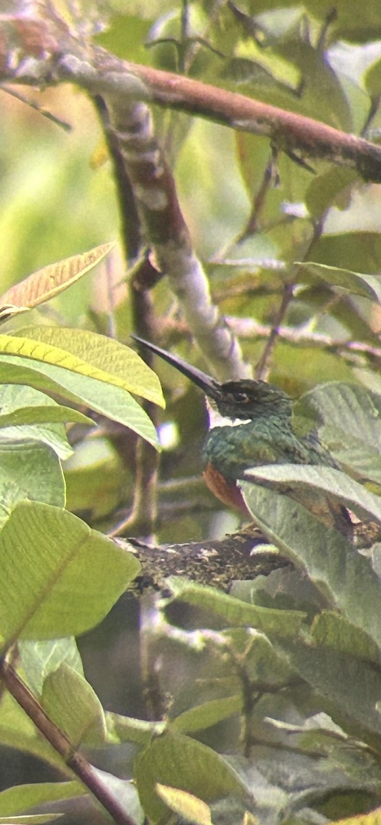 Jacamar à queue rousse - ML649140153