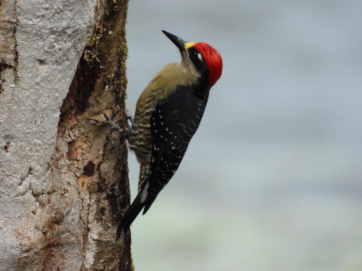 Pic de Pucheran - ML649140187