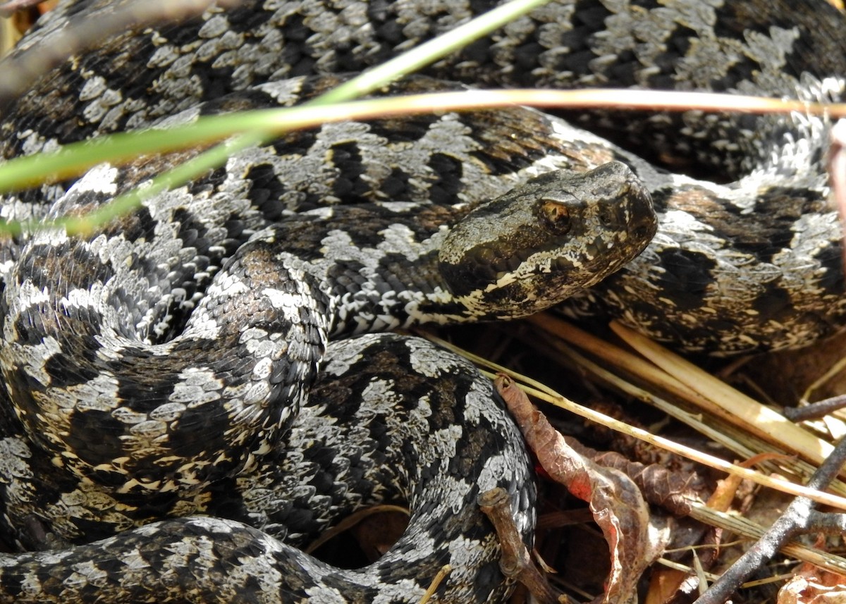 Lataste's viper - ML649140193