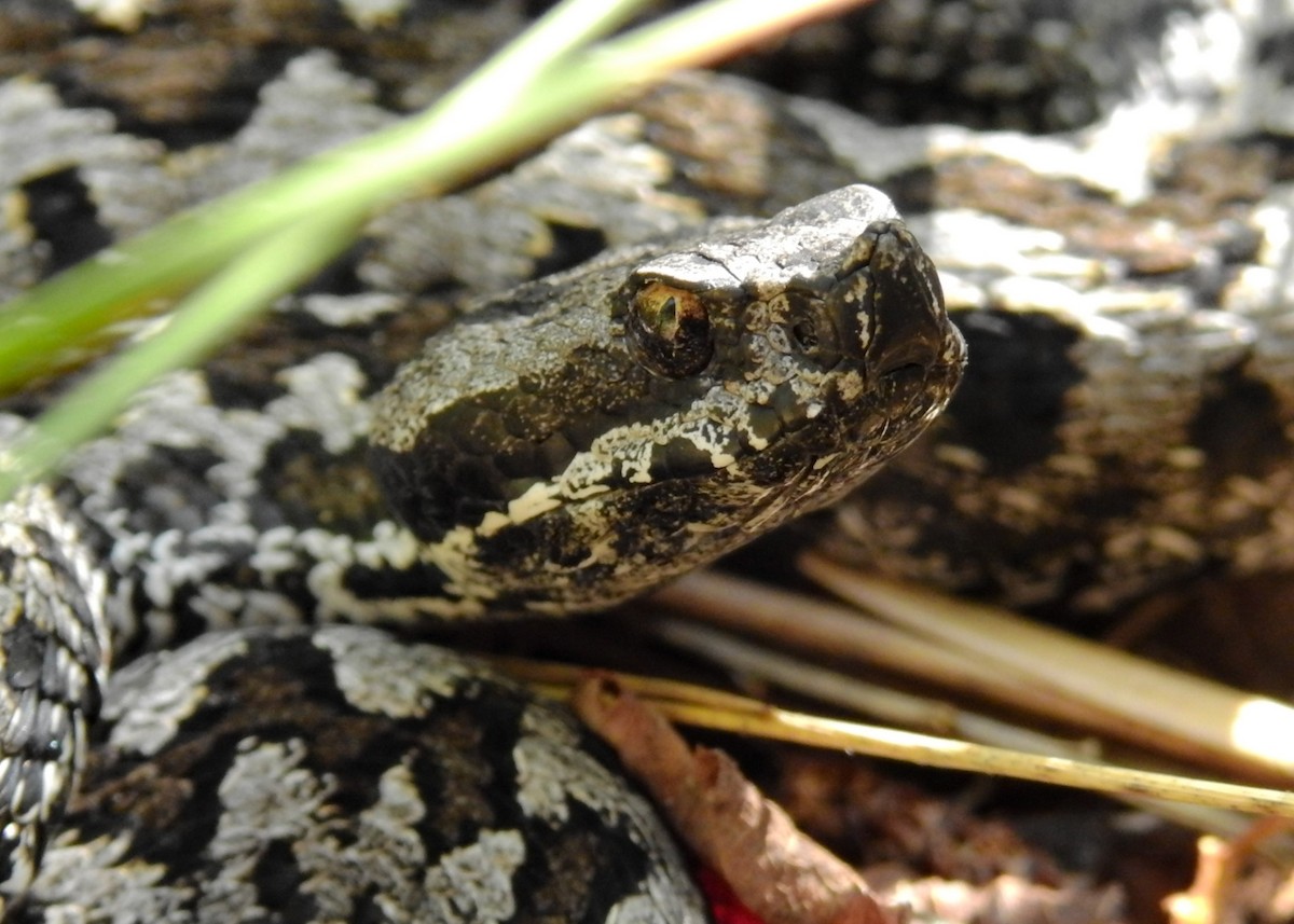 Lataste's viper - ML649140210