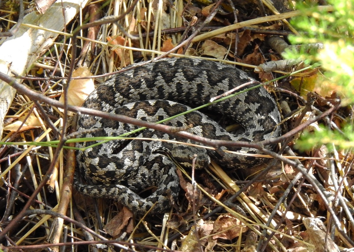 Lataste's viper - ML649140221