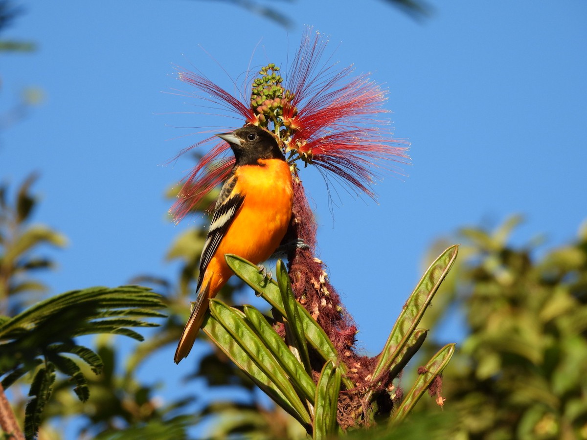 Oriole de Baltimore - ML649140238