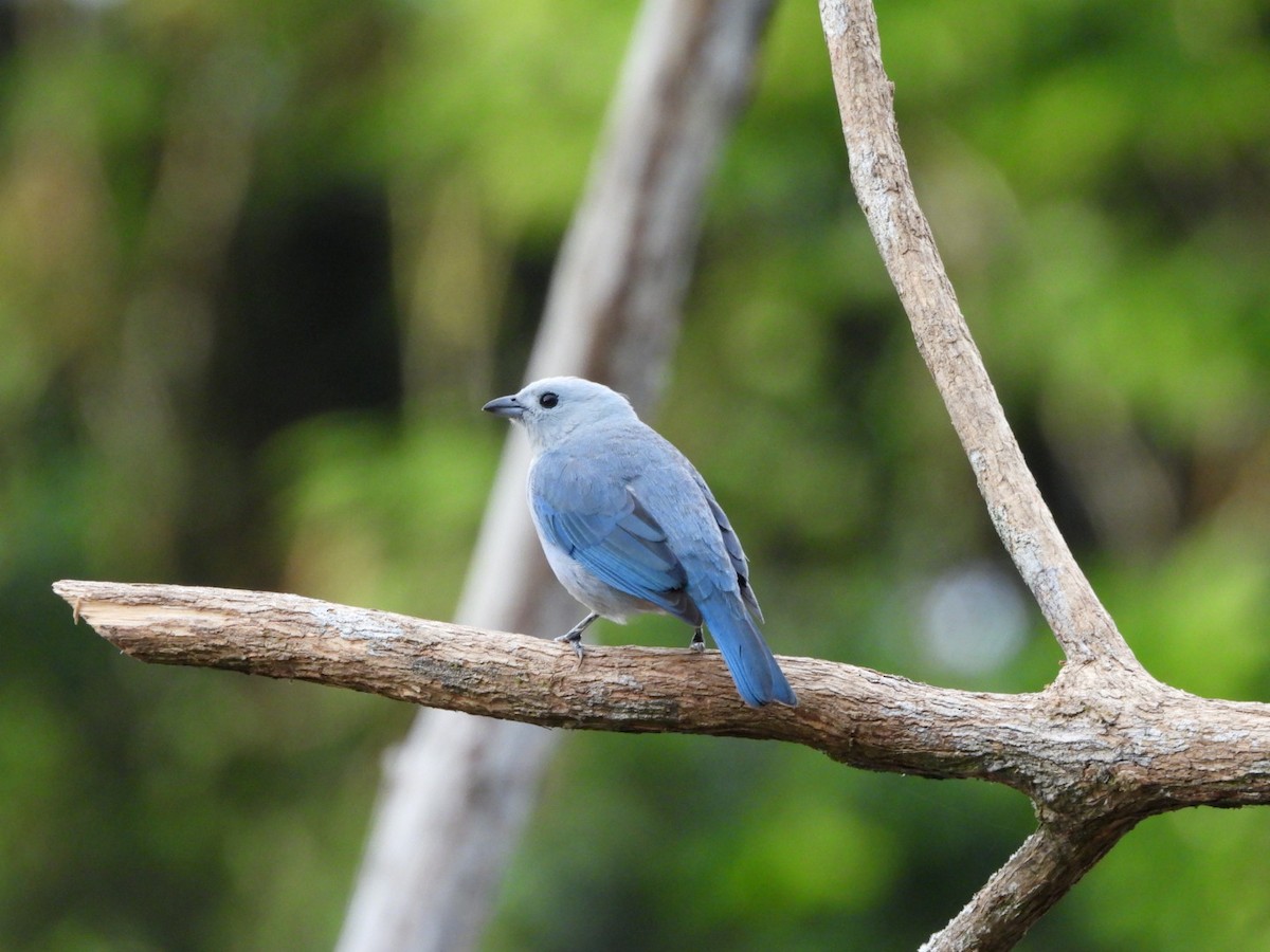 Tangara évêque - ML649140263