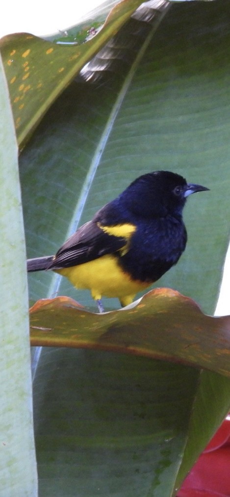 Oriole monacal - ML649140371