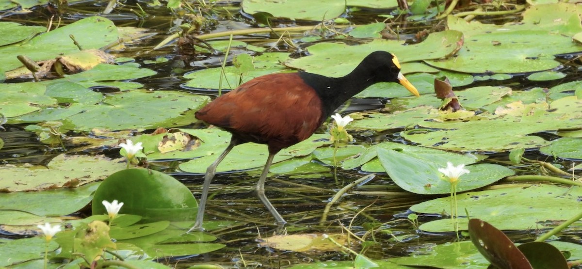 Jacana du Mexique - ML649140456