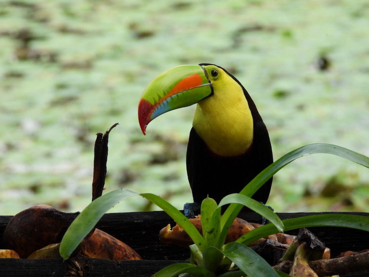 Toucan à carène - ML649140457