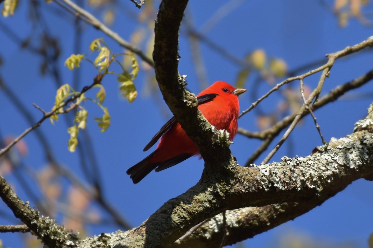 Scarlet Tanager - ML649140513