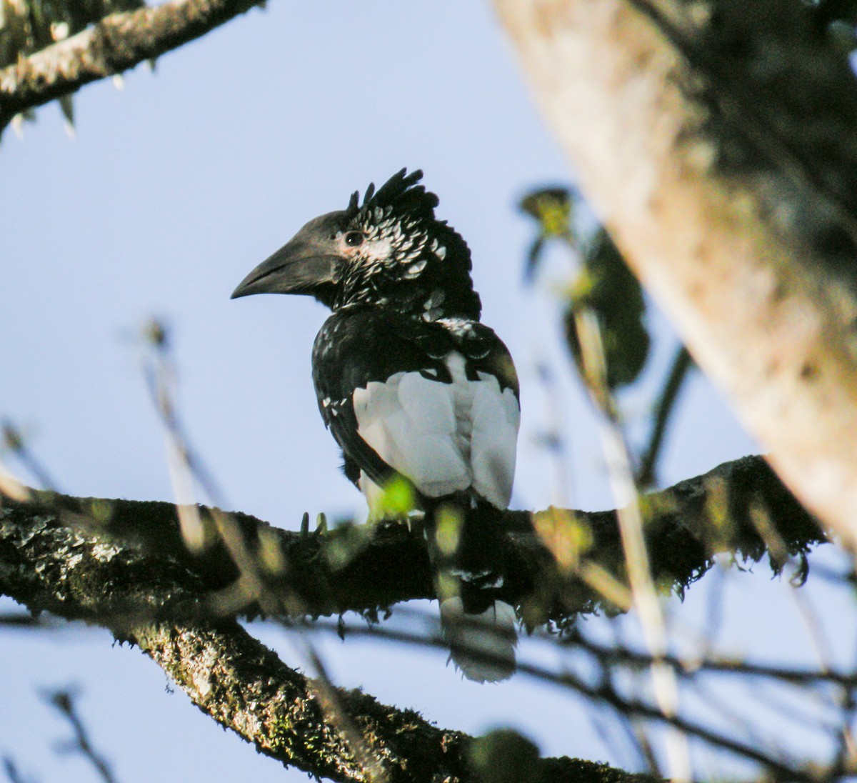 Калао сірощокий - ML649140577