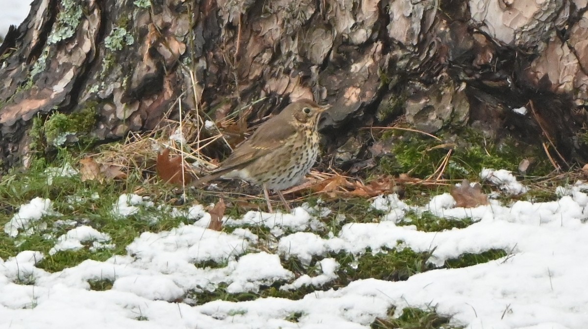 Дрізд співочий - ML649140581