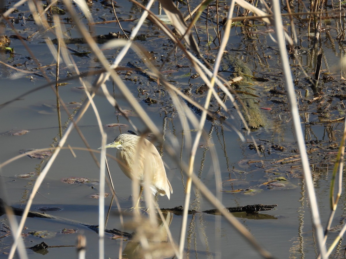 Чапля жовта - ML649140585