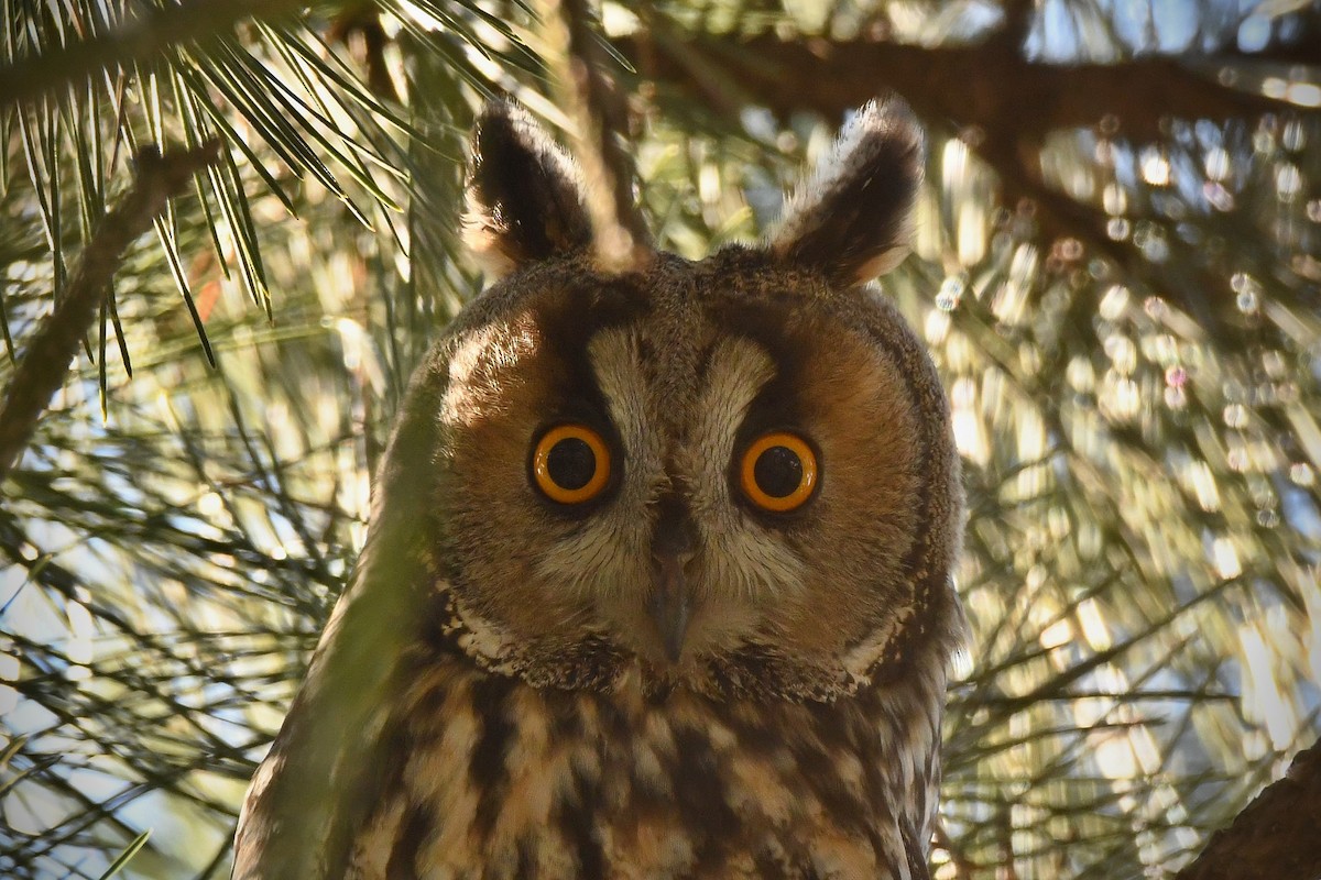 Сова вухата - ML649140587