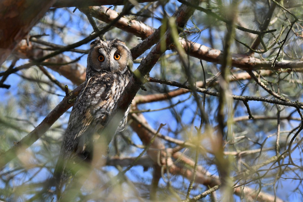 Сова вухата - ML649140588