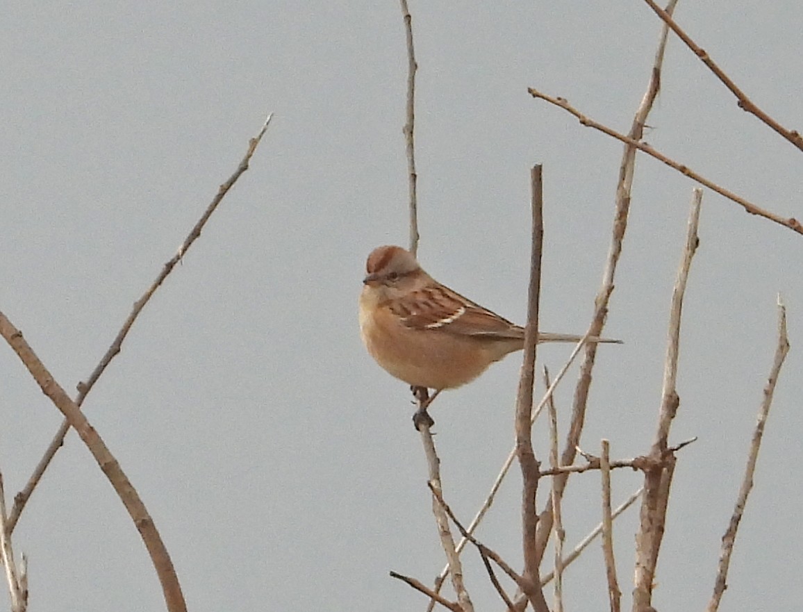 Пасовник північний - ML649140589