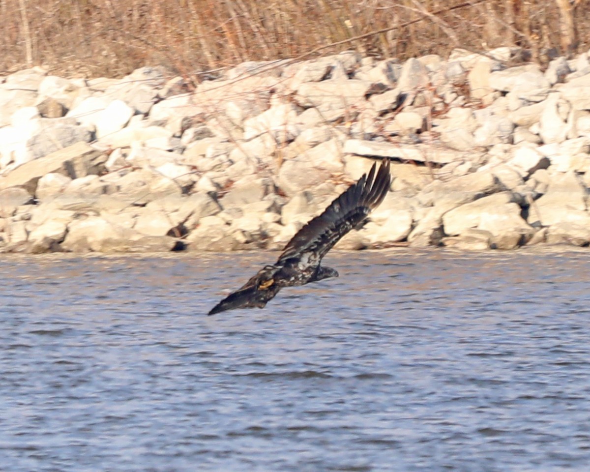 Орлан білоголовий - ML649140591