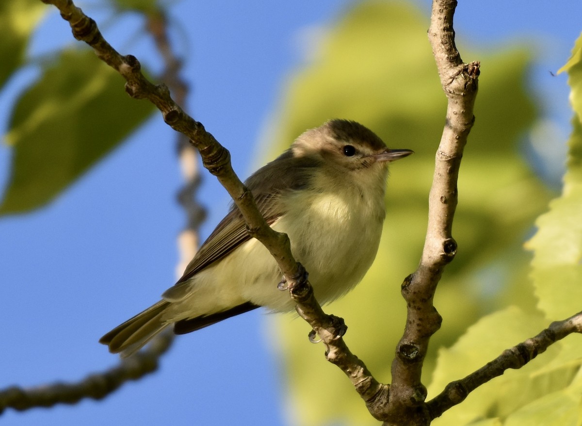Eastern Warbling Vireo - ML649140592