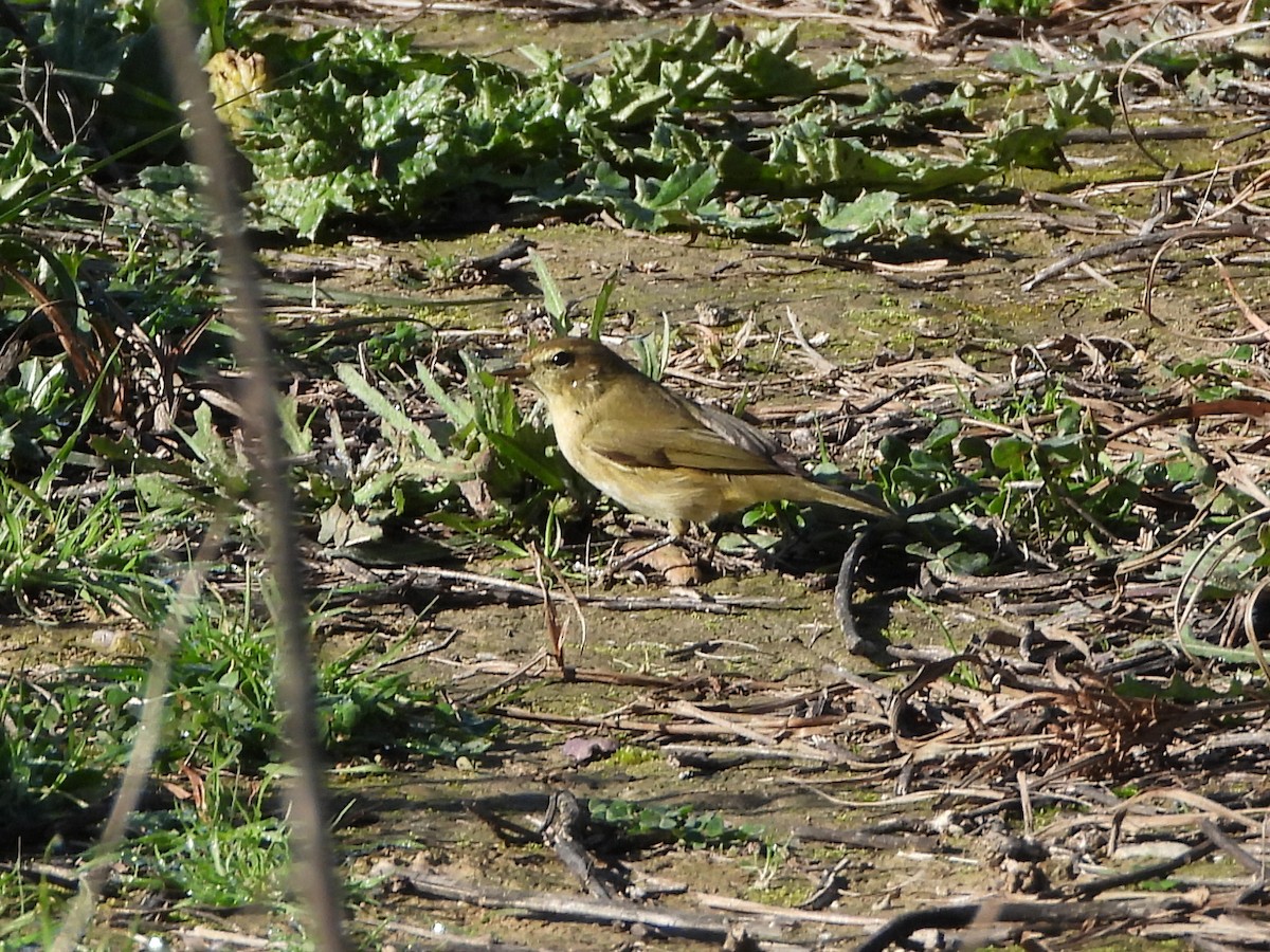Вівчарик-ковалик - ML649140593