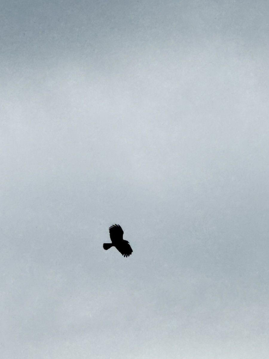 Шуліка-слимакоїд червоноокий - ML649140594