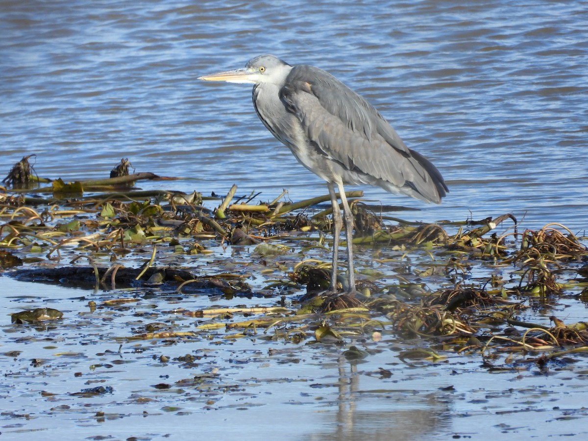 Чапля сіра - ML649140595