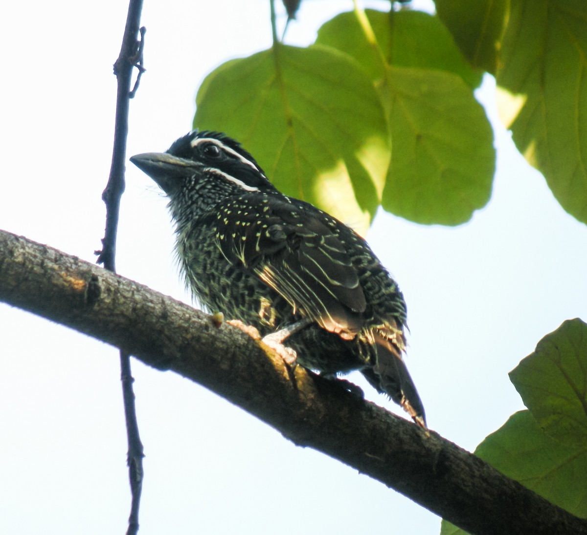 Лібія-зубодзьоб велика - ML649140596