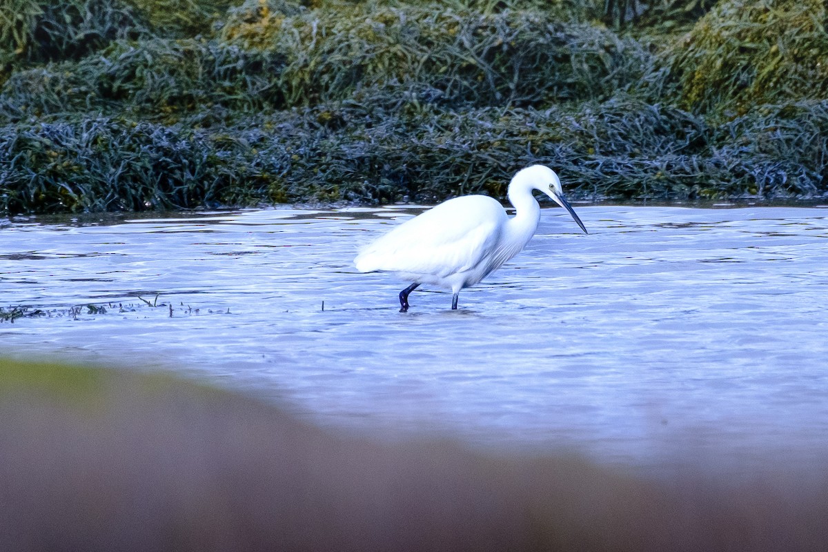 Чепура мала - ML649140598