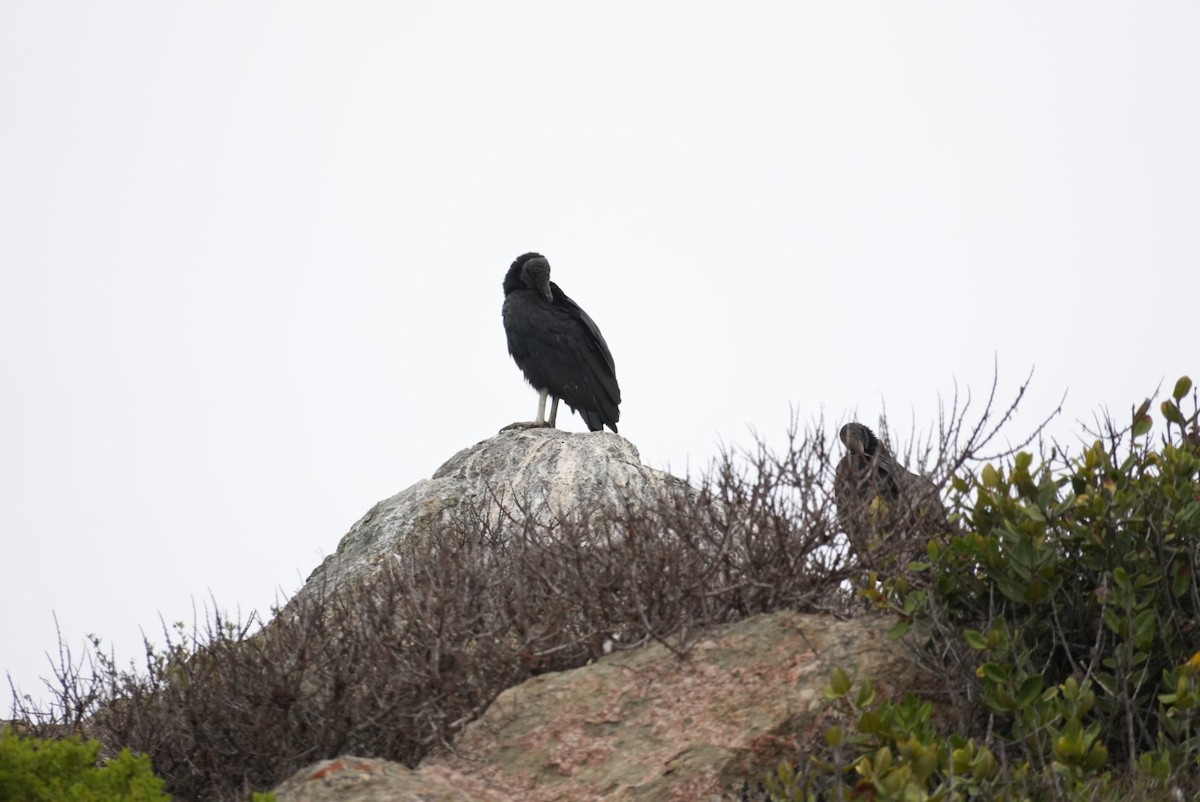 Катарта чорна - ML649140600