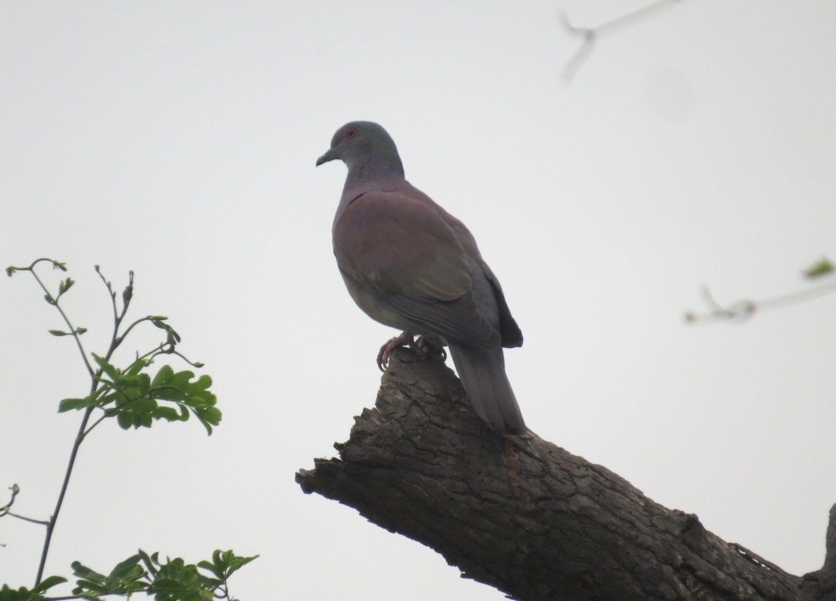 Голуб рожевошиїй - ML649140601