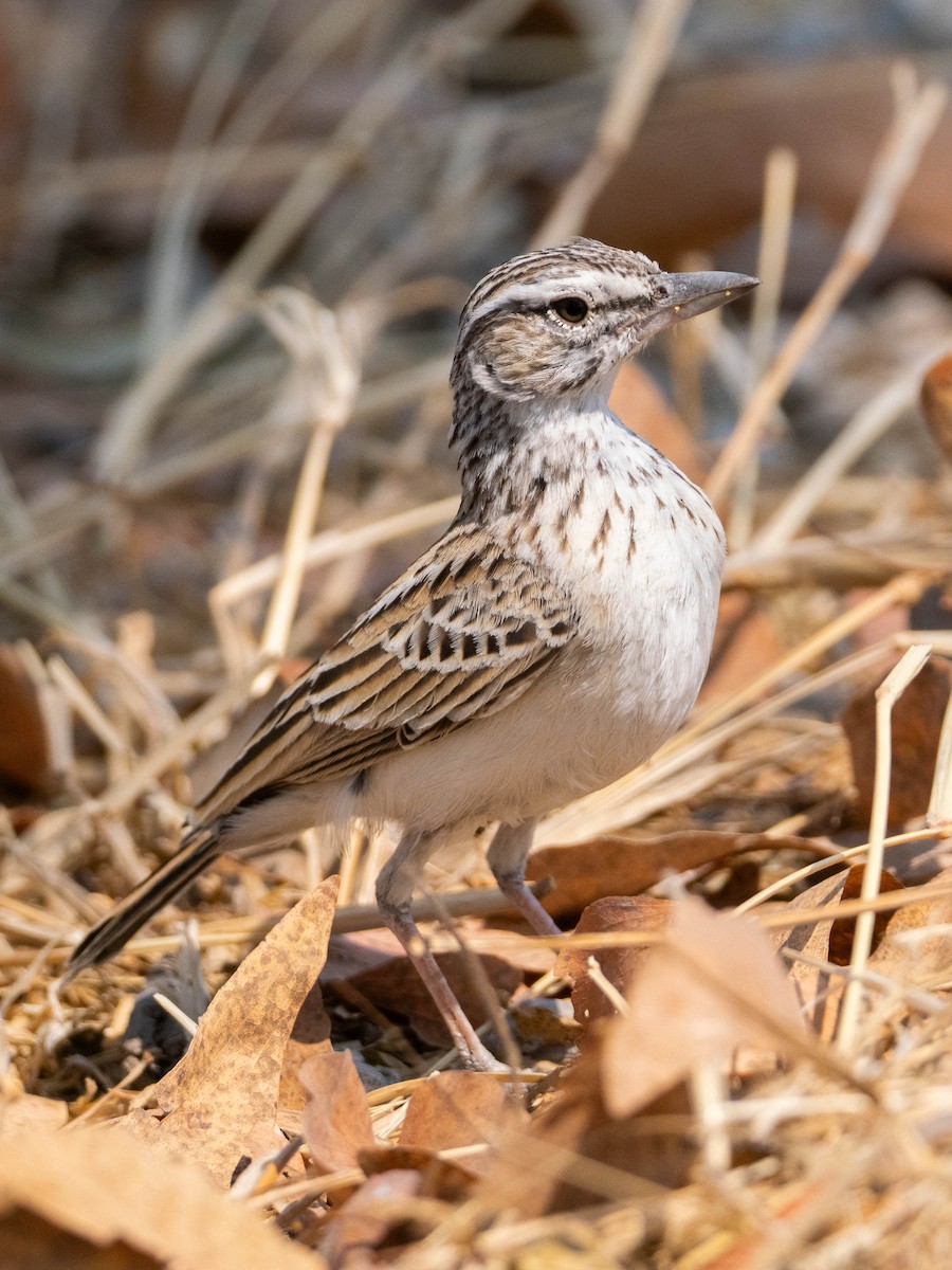 Алондра смугастовола - ML649140603