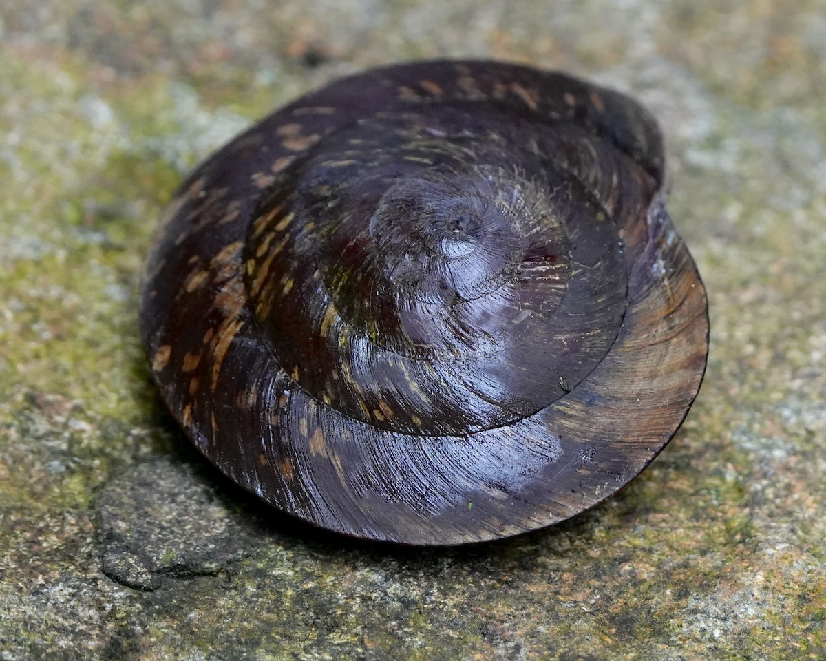 Animals - ML649140604