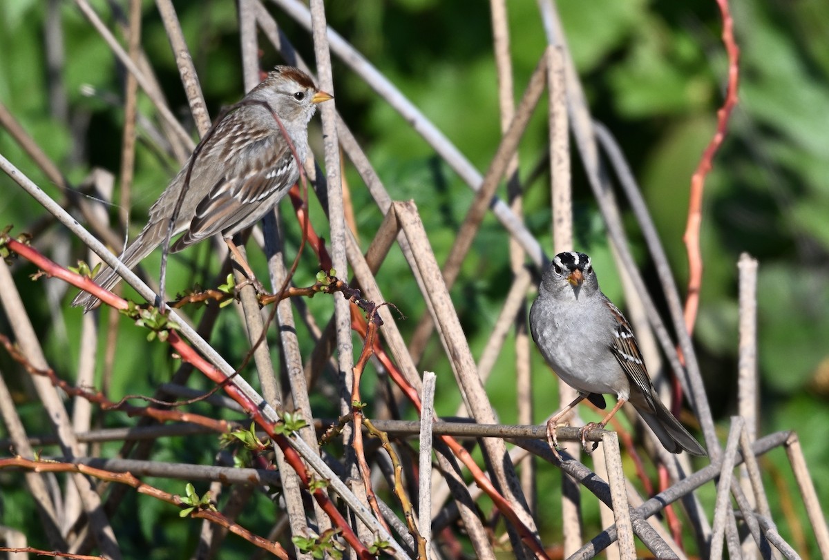 Бруант білобровий - ML649140605
