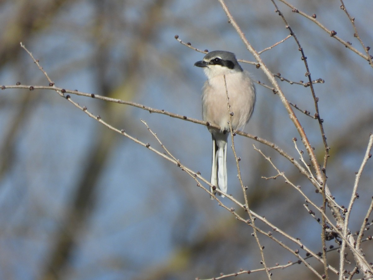 Сорокопуд південний - ML649140606