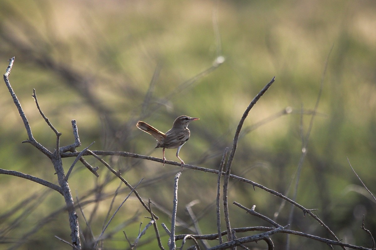 Соловейко рудохвостий - ML649140608