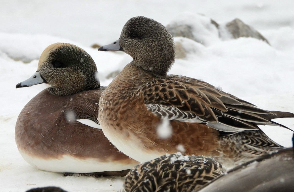 Свищ американський - ML649140611