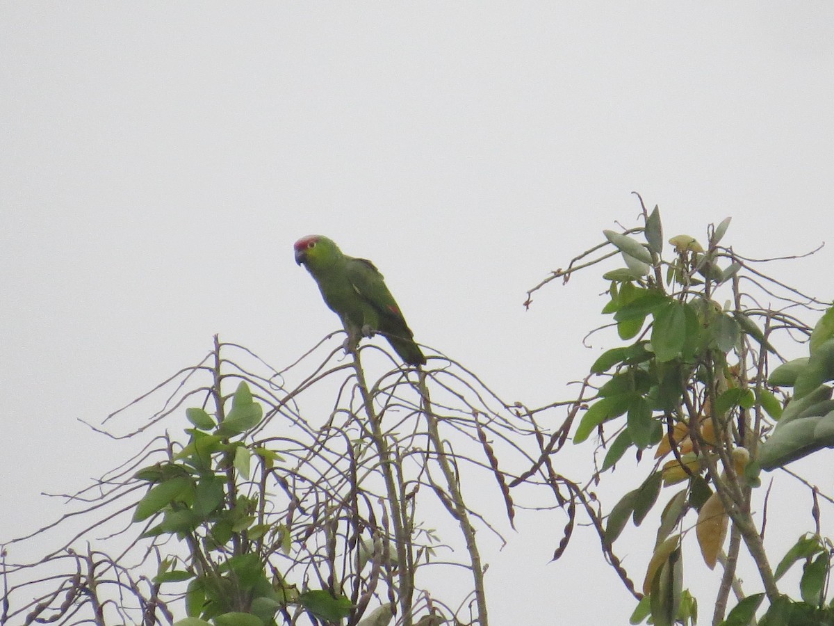 Lilacine Amazon - ML649140612