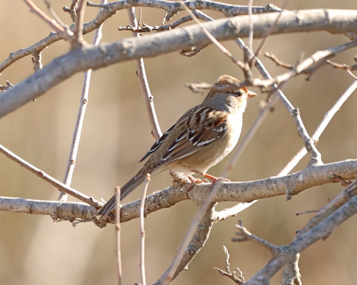 Бруант білобровий - ML649140616