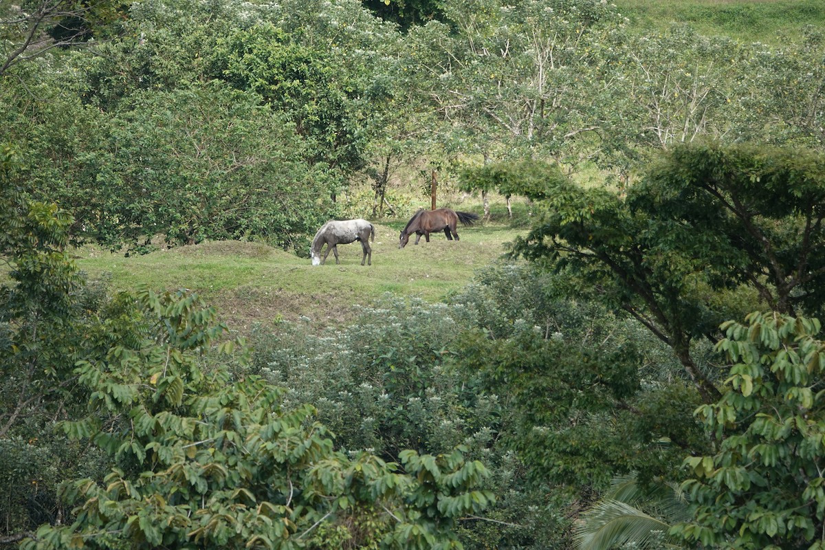 Mammifères - ML649140808