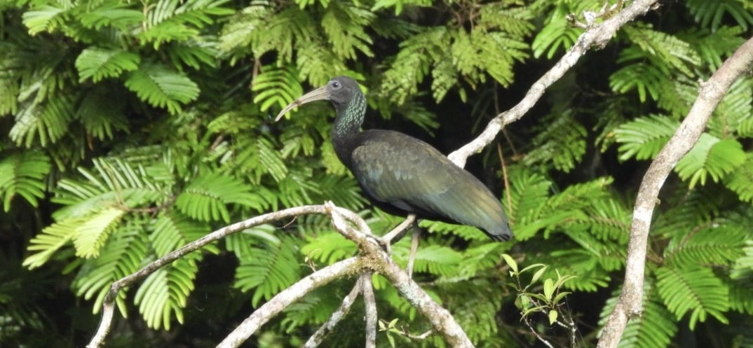 Ibis vert - ML649141101