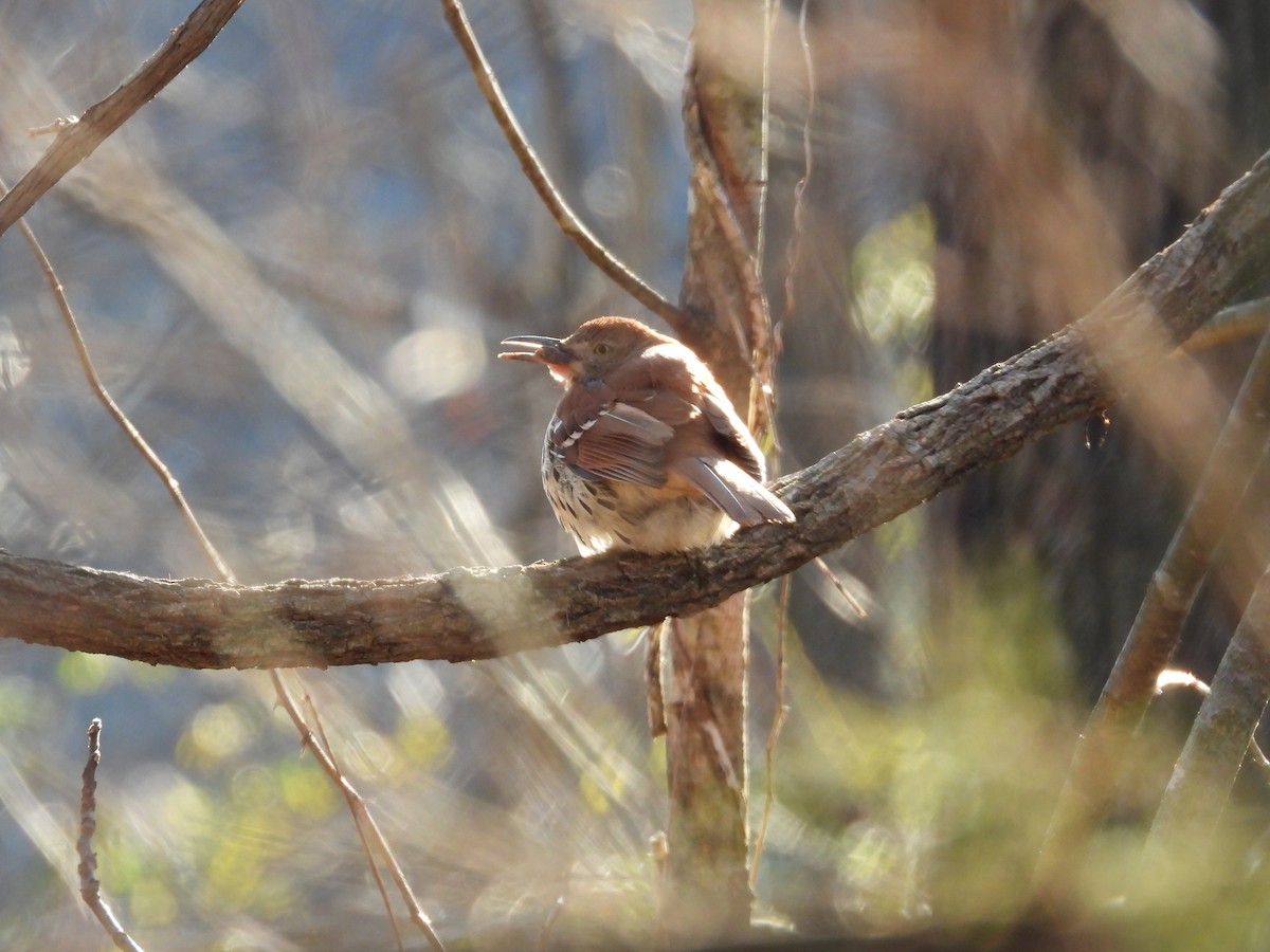 Moqueur roux - ML649141111