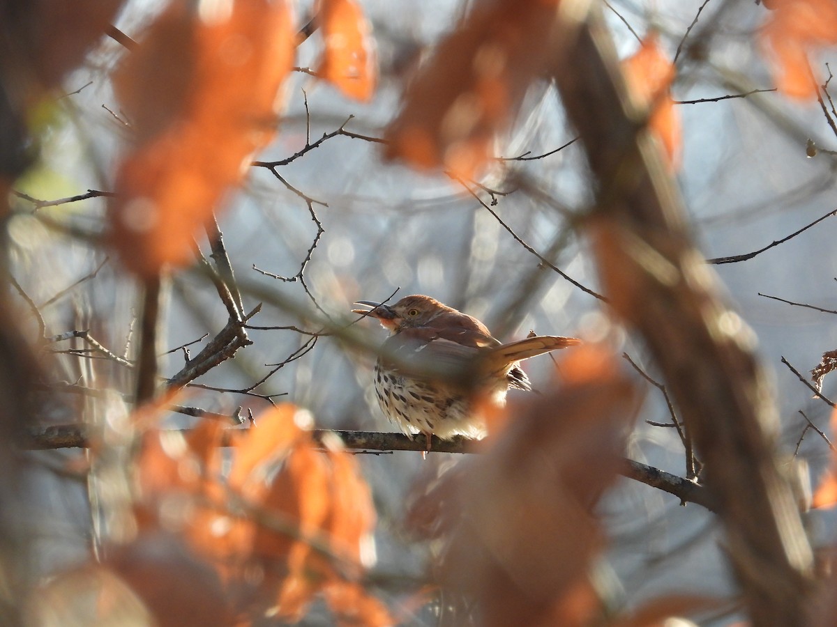 Moqueur roux - ML649141112