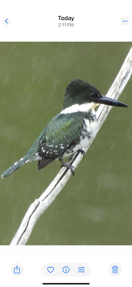 Martin-pêcheur vert - ML649141132